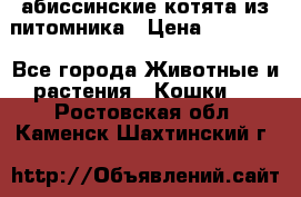 абиссинские котята из питомника › Цена ­ 15 000 - Все города Животные и растения » Кошки   . Ростовская обл.,Каменск-Шахтинский г.